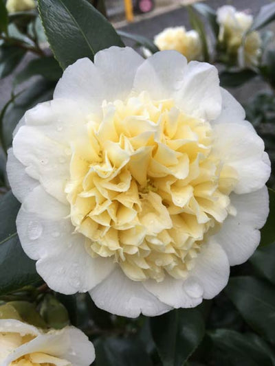 Camellia japonica Brushfield's Yellow - Камелия Brushfield's Yellow