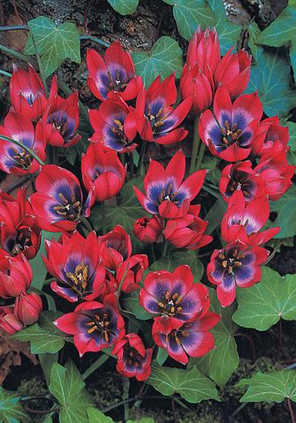 Tulipa humilis Little beauty - Лале Little beauty (ботаническо) - Garden Ant