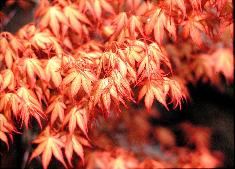 Acer palmatum Katsura - Японски Клен Katsura