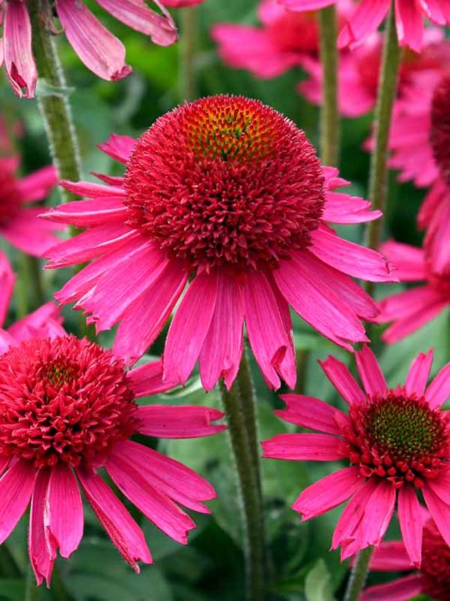 Echinacea Delicious Candy - Ехинацея Delicious Candy