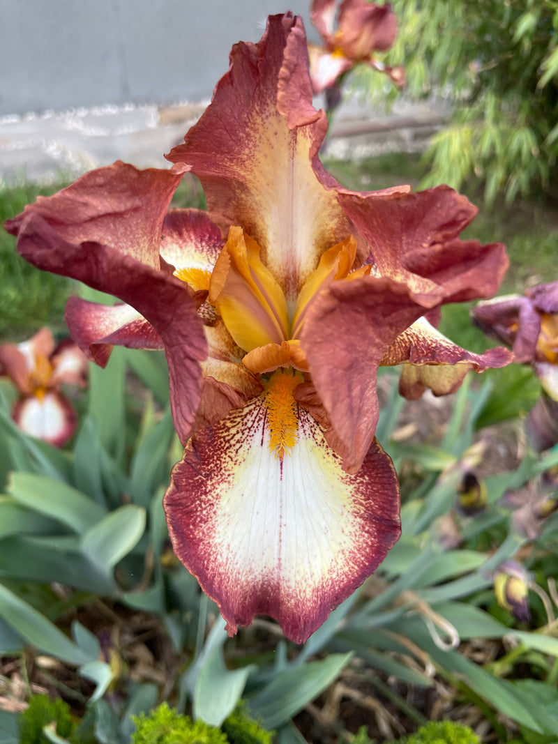 Iris Germanica - Висок брадат ирис