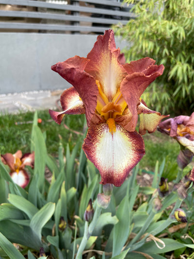 Iris Germanica - Висок брадат ирис