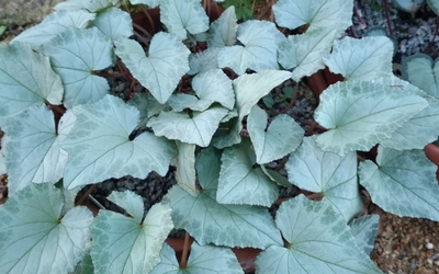 Cyclamen hederifolium Silver Leaf Album - Бяла Градинска Циклама