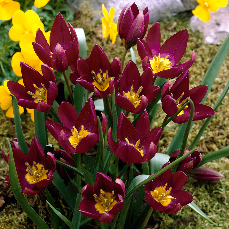 Tulipa humilis Odalisque - Лале Odalisque (ботаническо)