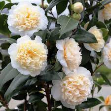 Camellia japonica Brushfield&