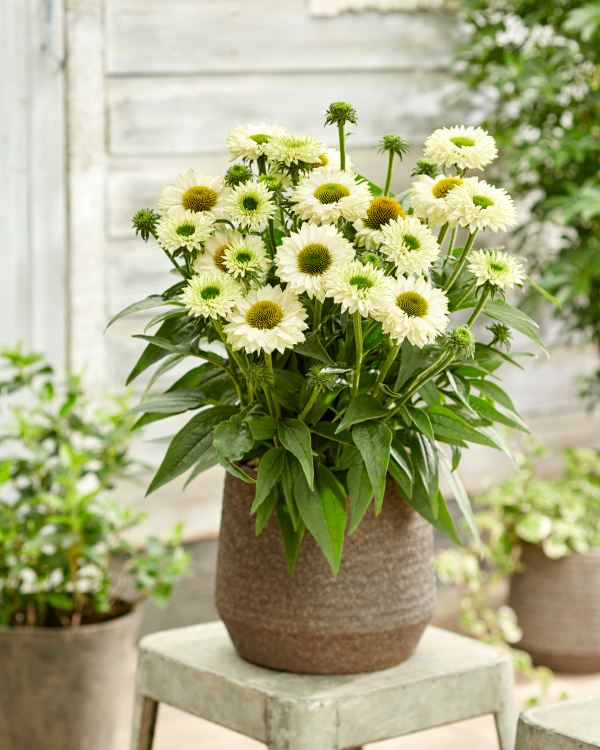 Echinacea Sunseekers White Perfection - Ехинацея Sunseekers White Perfection