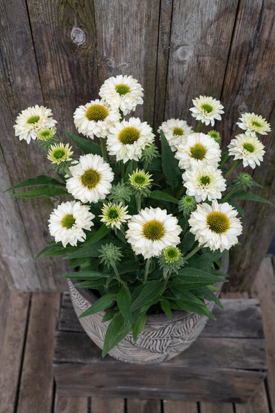 Echinacea Sunseekers White Perfection - Ехинацея Sunseekers White Perfection