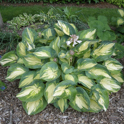Hosta Great Expectations - Хоста Great Expectations