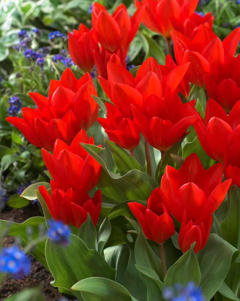 Tulipa praestans Fusilier - Лале Fusilier (ботаническо)