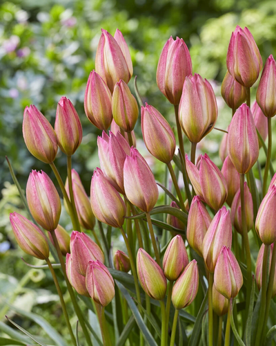 Tulipa Danique - Лале Danique (ботаническо)
