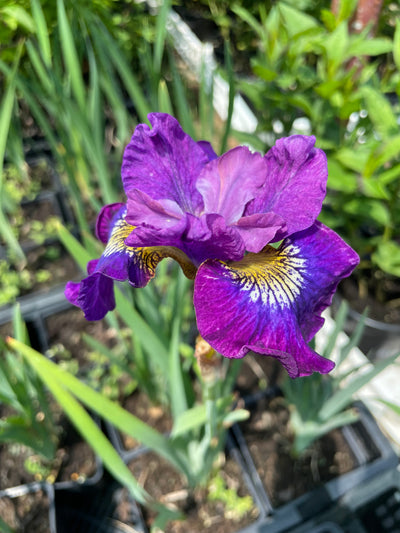 Iris sibirica Ruffles and Flourishes - Сибирски Ирис Ruffles and Flourishes