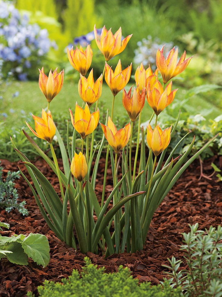 Tulipa orphanidea Flava - Лале Flava (ботаническо)