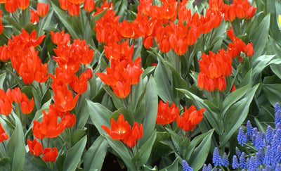Tulipa praestans Fusilier - Лале Fusilier (ботаническо)