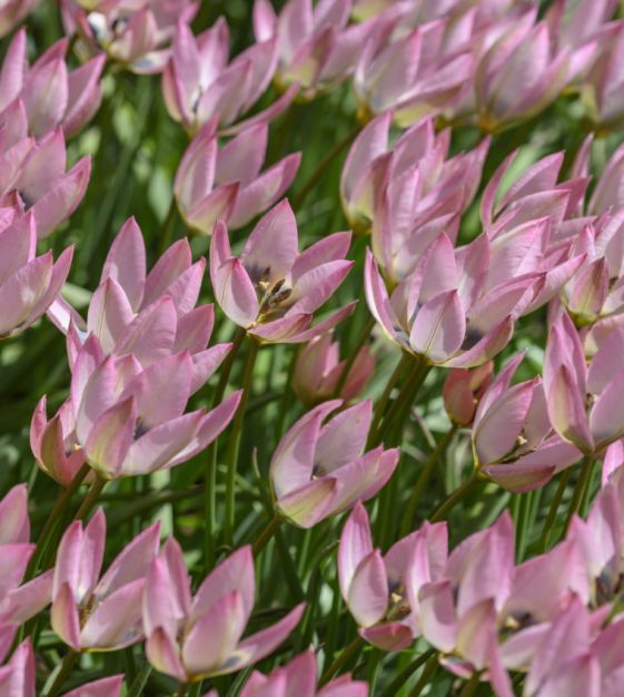 Tulipa Danique - Лале Danique (ботаническо)