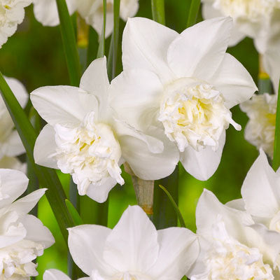 Narcissus White Marvel - Нарцис White Marvel - Garden Ant