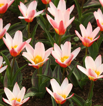 Tulipa Heart's Delight - Лале Heart's Delight - Garden Ant