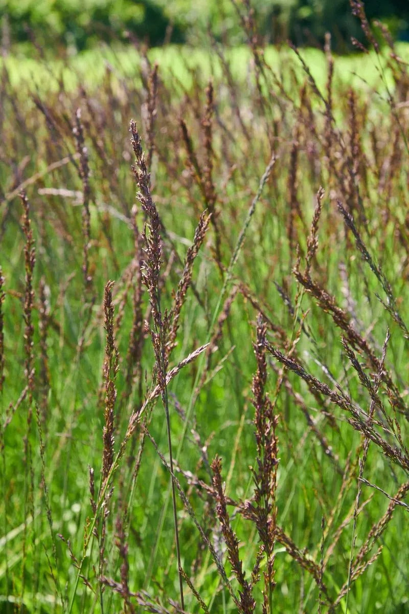 Molinia arundinacea Black Arrows - Молиния Black Arrows - Garden Ant