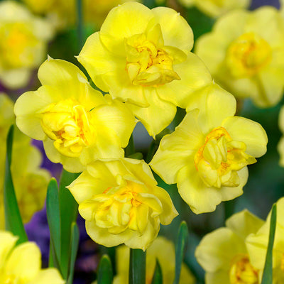 Narcissus Yellow Cheerfulness - Нарцис Yellow Cheerfulness - Garden Ant