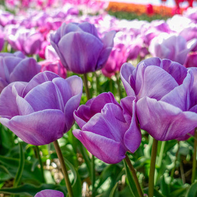 Tulipa Blue Heaven - Лале Blue Heaven - Garden Ant