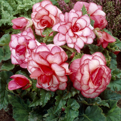 Begonia Bouton de Rose - Бегония Bouton de Rose (грудка) - Garden Ant