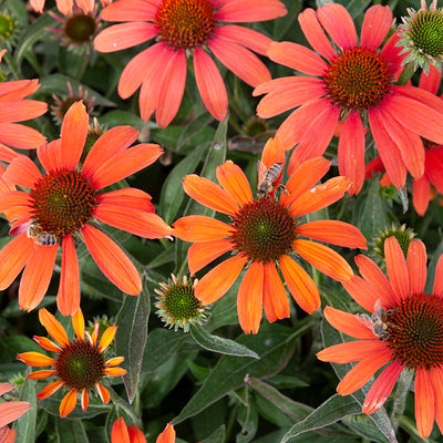 Echinacea Sunseekers Coral - Ехинацея Sunseekers Coral - Garden Ant