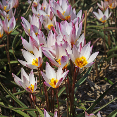 Tulipa cretica Hilde - Лале Hilde (ботаническо) - Garden Ant