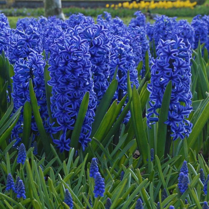 Hyacinthus Blue Jacket - Зюмбюл Blue Jacket - Garden Ant
