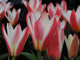Tulipa Heart's Delight - Лале Heart's Delight - Garden Ant