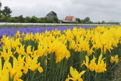 Iris hollandica Golden Harvest - Ирис холандски Golden Harvest - Garden Ant