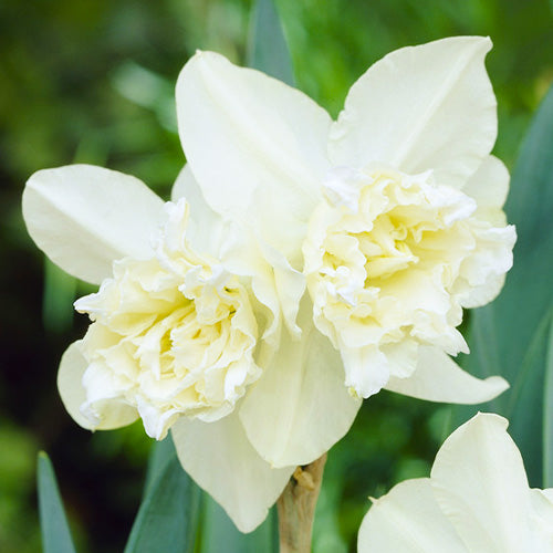 Narcissus White Marvel - Нарцис White Marvel - Garden Ant
