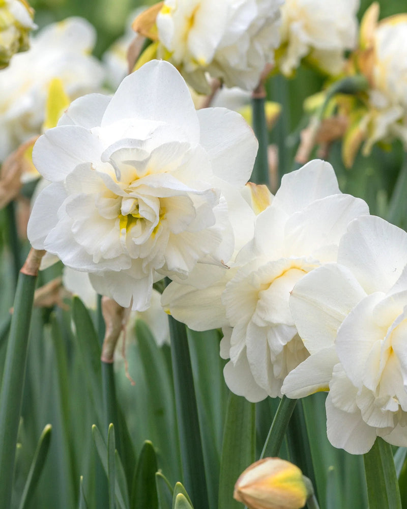Narcissus Obdam - Нарцис Obdam - Garden Ant