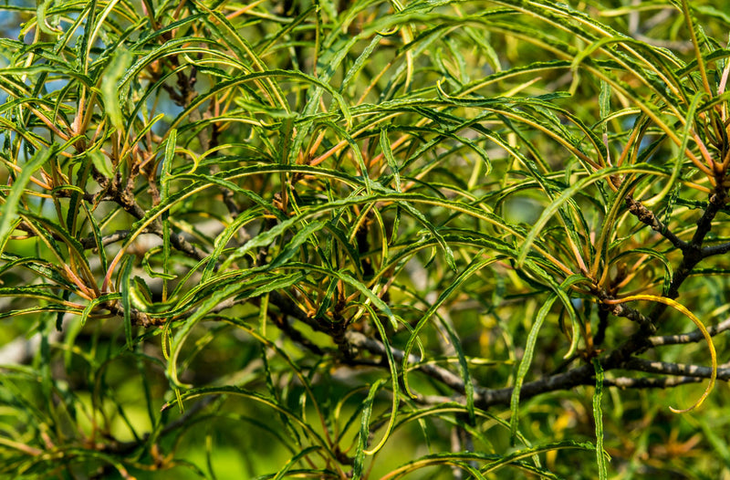 Rhamnus frangula Asplenifolia - Зърнастец - Garden Ant