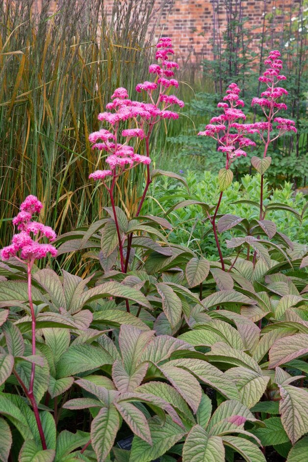 Rodgersia pinnata Chocolate Wings - Роджерсия Шоколадови Крила - Гардън Ант
