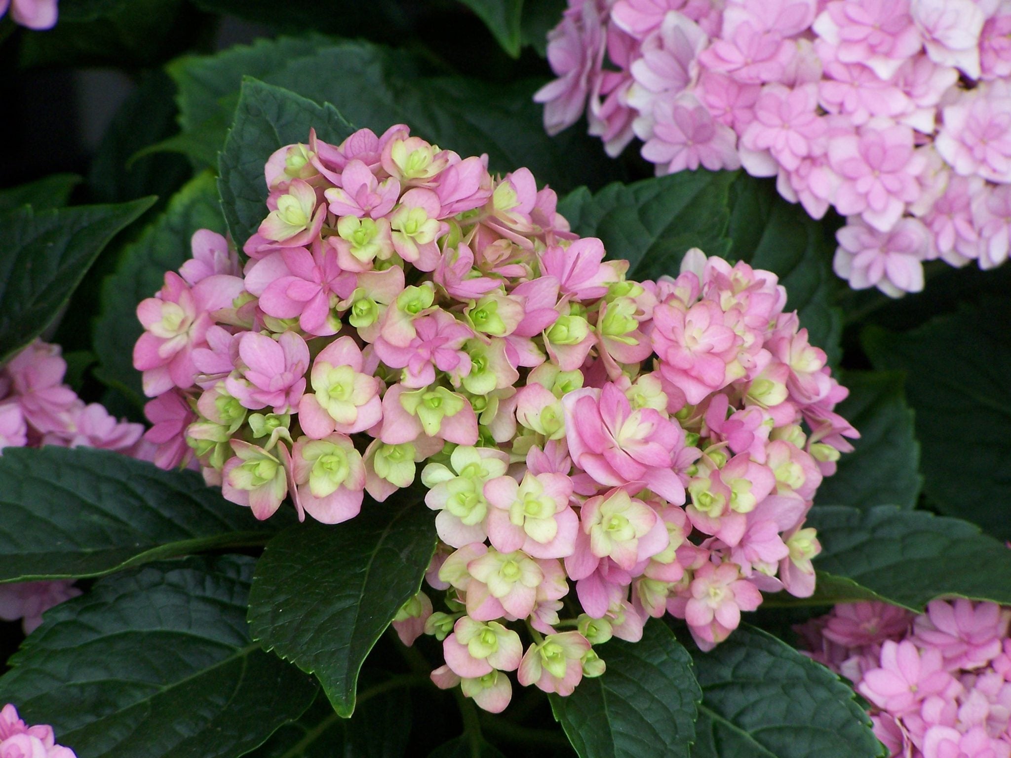 Hydrangea macrophylla Together - Хортензия макрофила Together - Гардън Ант